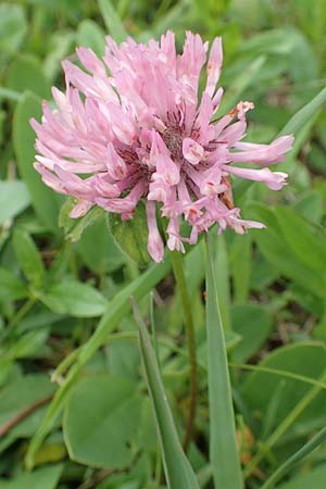 Trifolium pratense \ Rot-Klee, Wiesen-Klee / Red Clover, A Rax 28.6.2020