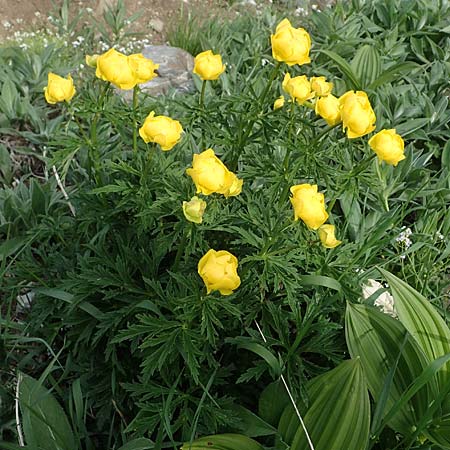 Trollius europaeus \ Trollblume / Globe Flower, A Pusterwald, Eiskar 29.6.2021