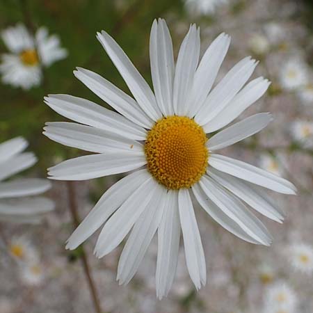 Tripleurospermum inodorum \ Geruchlose Kamille / Scentless Mayweed, A Wölzer Tauern, Kleiner Zinken 24.7.2021