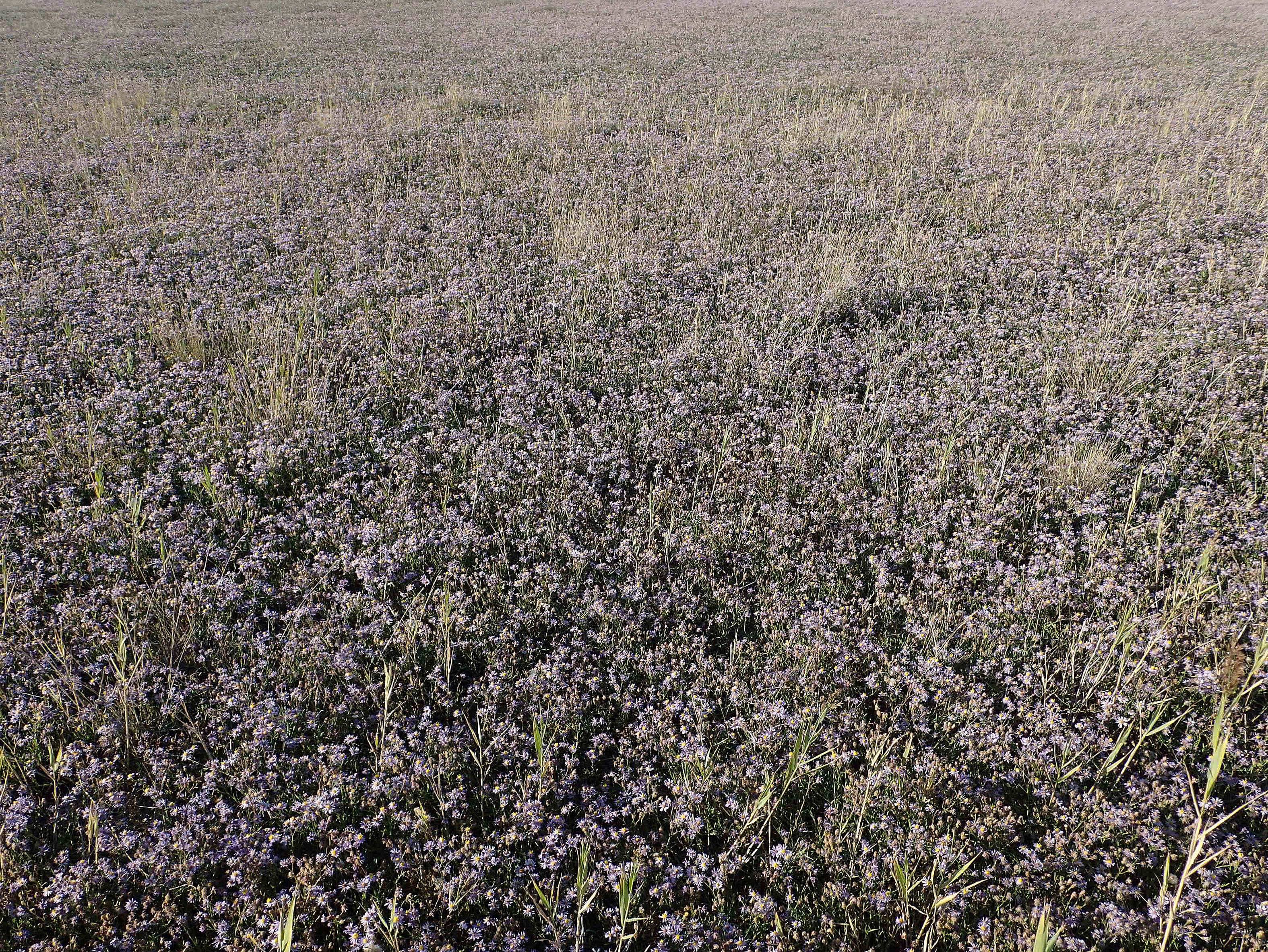 Tripolium pannonicum subsp. pannonicum \ Meer-Aster, Strand-Aster, A Seewinkel, Illmitz 20.9.2012