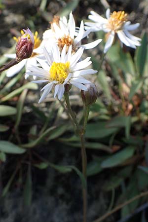 Tripolium pannonicum subsp. pannonicum \ Meer-Aster, Strand-Aster, A Seewinkel, Apetlon 26.9.2022