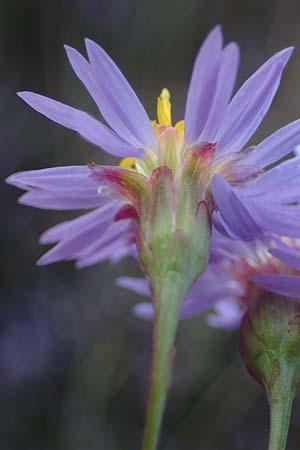 Tripolium pannonicum subsp. pannonicum \ Meer-Aster, Strand-Aster, A Seewinkel, Illmitz 20.9.2012