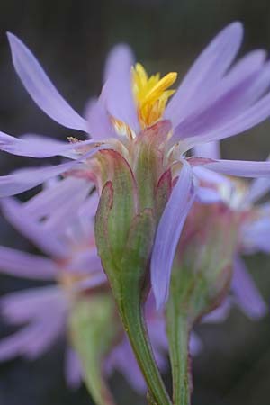 Tripolium pannonicum subsp. pannonicum \ Meer-Aster, Strand-Aster, A Seewinkel, Illmitz 20.9.2012
