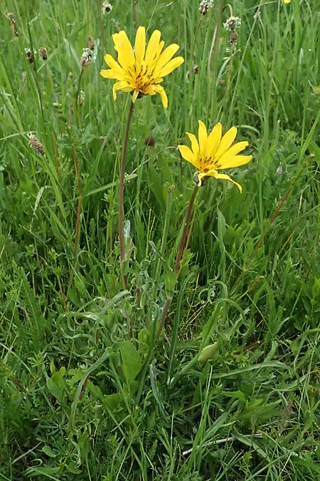 Tragopogon pratensis \ Gewhnlicher Wiesen-Bocksbart / Meadow Salsify, Goat's-Beard, A Michelstetten 11.5.2025