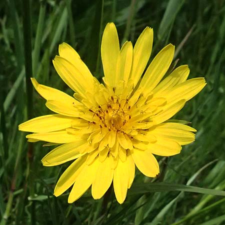 Tragopogon pratensis \ Gewhnlicher Wiesen-Bocksbart / Meadow Salsify, Goat's-Beard, A Michelstetten 11.5.2025