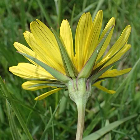 Tragopogon pratensis \ Gewhnlicher Wiesen-Bocksbart / Meadow Salsify, Goat's-Beard, A Michelstetten 11.5.2025