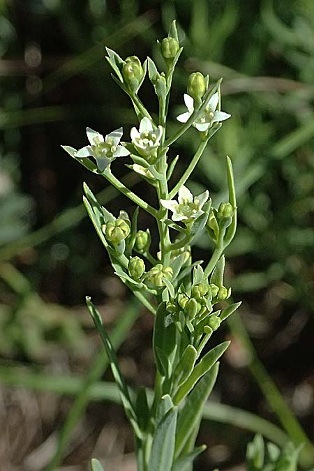 Thesium ramosum \ Verzweigter Bergflachs / Branched Bastard Toadflax, A Bisamberg 13.6.2026