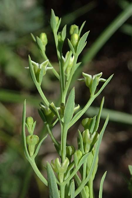 Thesium ramosum \ Verzweigter Bergflachs / Branched Bastard Toadflax, A Bisamberg 13.6.2026