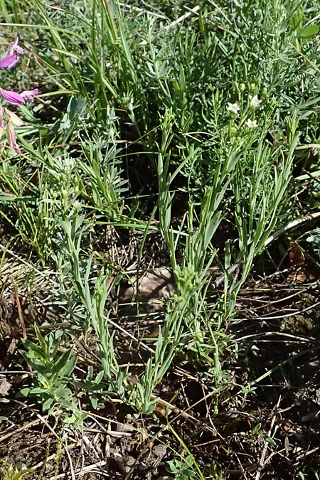Thesium ramosum \ Verzweigter Bergflachs / Branched Bastard Toadflax, A Bisamberg 13.6.2026
