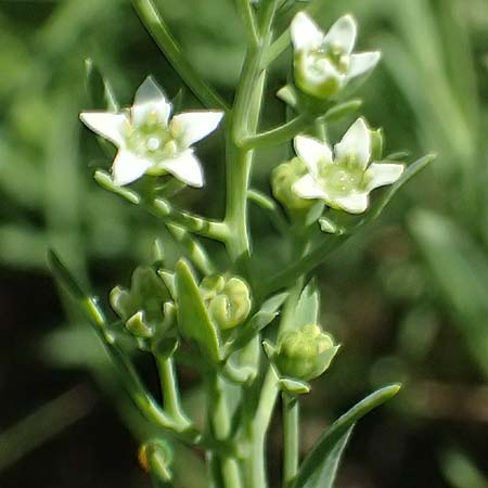 Thesium ramosum \ Verzweigter Bergflachs / Branched Bastard Toadflax, A Bisamberg 13.6.2026