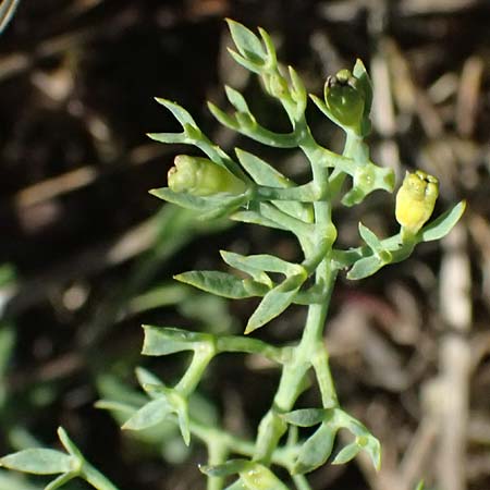 Thesium ramosum \ Verzweigter Bergflachs / Branched Bastard Toadflax, A Bisamberg 13.6.2026