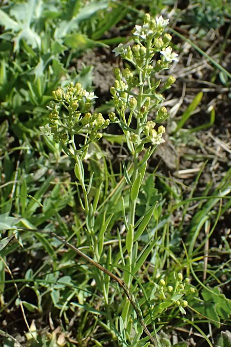 Thesium ramosum \ Verzweigter Bergflachs / Branched Bastard Toadflax, A Bisamberg 13.6.2026