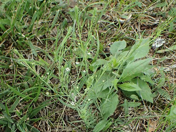 Thesium ramosum \ Verzweigter Bergflachs / Branched Bastard Toadflax, A Wien-Stammersdorf 13.6.2026