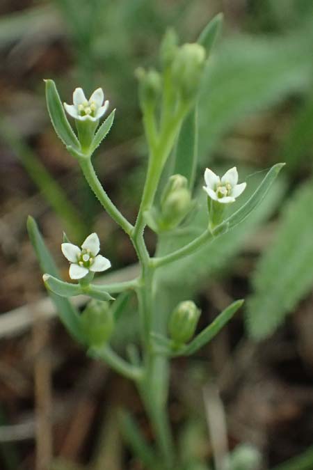 Thesium ramosum \ Verzweigter Bergflachs / Branched Bastard Toadflax, A Wien-Stammersdorf 13.6.2026