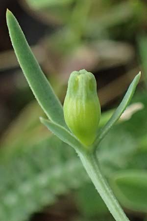 Thesium ramosum \ Verzweigter Bergflachs / Branched Bastard Toadflax, A Wien-Stammersdorf 13.6.2026
