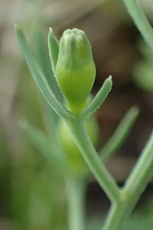 Thesium ramosum \ Verzweigter Bergflachs / Branched Bastard Toadflax, A Wien-Stammersdorf 13.6.2026