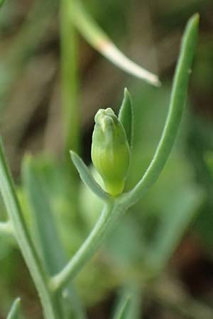 Thesium ramosum \ Verzweigter Bergflachs / Branched Bastard Toadflax, A Wien-Stammersdorf 13.6.2026