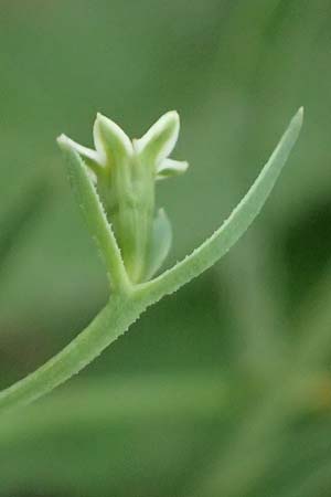 Thesium ramosum \ Verzweigter Bergflachs / Branched Bastard Toadflax, A Wien-Stammersdorf 13.6.2026