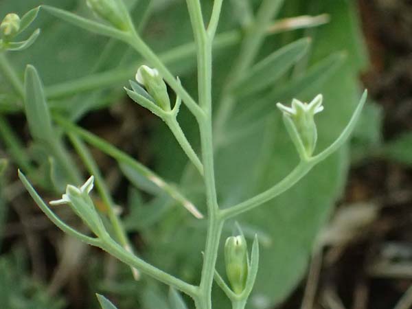 Thesium ramosum \ Verzweigter Bergflachs / Branched Bastard Toadflax, A Wien-Stammersdorf 13.6.2026