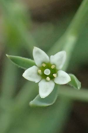 Thesium ramosum \ Verzweigter Bergflachs / Branched Bastard Toadflax, A Wien-Stammersdorf 13.6.2026
