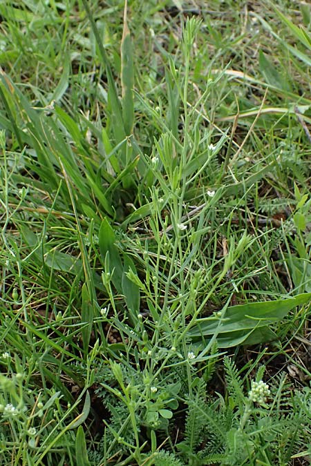 Thesium ramosum \ Verzweigter Bergflachs / Branched Bastard Toadflax, A Wien-Stammersdorf 13.6.2026