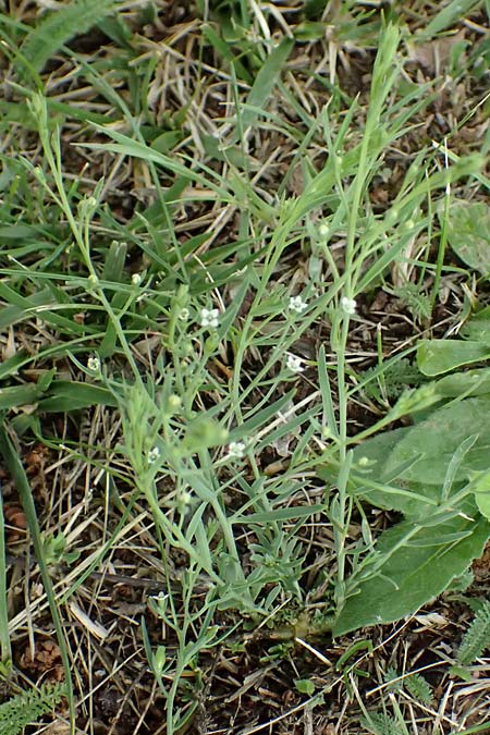 Thesium ramosum \ Verzweigter Bergflachs / Branched Bastard Toadflax, A Wien-Stammersdorf 13.6.2026