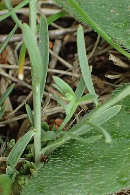 Thesium ramosum \ Verzweigter Bergflachs / Branched Bastard Toadflax, A Wien-Stammersdorf 13.6.2026