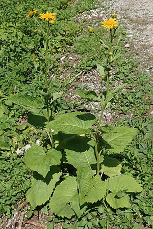 Telekia speciosa \ Groe Telekie, A Steiermark, Pernegg-Mixnitz 4.7.2019