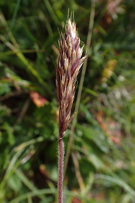 Trisetum spicatum \ hriger Grannenhafer, hren-Goldhafer / Spike Trisetum, Spiked Oat Grass, A Wölzer Tauern, Kleiner Zinken 24.7.2021