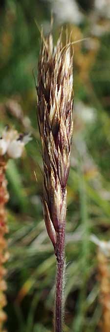 Trisetum spicatum \ hriger Grannenhafer, hren-Goldhafer / Spike Trisetum, Spiked Oat Grass, A Wölzer Tauern, Kleiner Zinken 24.7.2021