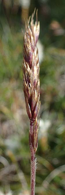 Trisetum spicatum \ hriger Grannenhafer, hren-Goldhafer / Spike Trisetum, Spiked Oat Grass, A Wölzer Tauern, Kleiner Zinken 24.7.2021