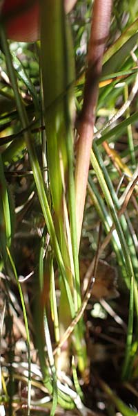 Trisetum spicatum \ hriger Grannenhafer, hren-Goldhafer / Spike Trisetum, Spiked Oat Grass, A Wölzer Tauern, Kleiner Zinken 24.7.2021