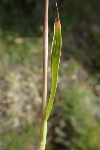 Trisetum spicatum \ hriger Grannenhafer, hren-Goldhafer / Spike Trisetum, Spiked Oat Grass, A Wölzer Tauern, Kleiner Zinken 24.7.2021