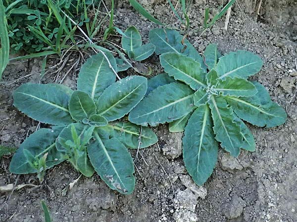Taraxacum serotinum \ Sptblhender Lwenzahn, Lss-Lwenzahn, A Wien 11.5.2025