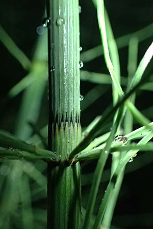 Equisetum fluviatile \ Teich-Schachtelhalm / Water Horsetail, A Mittersill 3.7.2025