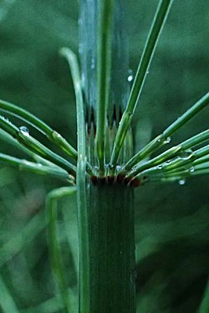 Equisetum fluviatile \ Teich-Schachtelhalm / Water Horsetail, A Mittersill 3.7.2025