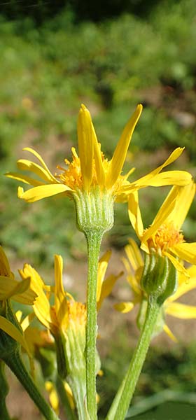 Tephroseris tenuifolia \ Lger-Greiskraut, Schweizer Aschenkraut / Groundsel, A Dachstein, Auretskar 7.7.2020