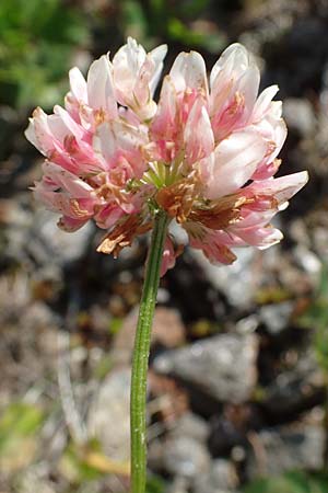 Trifolium thalii \ Rasiger Klee, Alm-Klee / Thal's Clover, A Wölzer Tauern, Kleiner Zinken 24.7.2021
