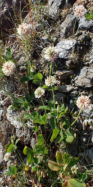 Trifolium thalii \ Rasiger Klee, Alm-Klee / Thal's Clover, A Wölzer Tauern, Kleiner Zinken 24.7.2021