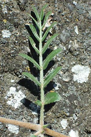 Tribulus terrestris \ Erd-Burzeldorn / Small Caltrops, A Seewinkel, Mönchhof 13.7.2023
