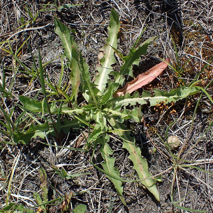 Taraxacum cf. bessarabicum \ Salz-L�wenzahn, Kleink&ouml;rbiger L�wenzahn / Halophilous Dandelion, A Seewinkel, Illmitz 12.5.2022