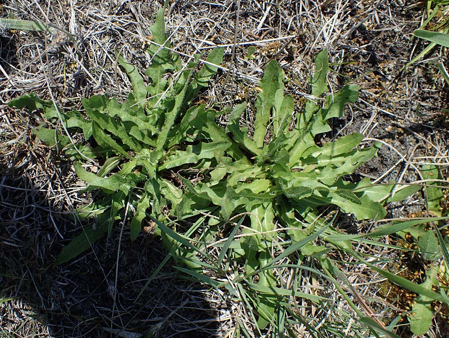 Hypochaeris radicata \ Gewhnliches Ferkelkraut / Common Cat's-Ear, A Seewinkel, Illmitz 12.5.2022