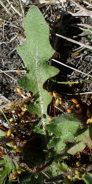 Hypochaeris radicata \ Gewhnliches Ferkelkraut / Common Cat's-Ear, A Seewinkel, Illmitz 12.5.2022