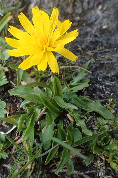 Scorzoneroides montana subsp. melanotricha \ Berg-Schuppenl�wenzahn, A Gro&szlig;glockner 11.8.2025