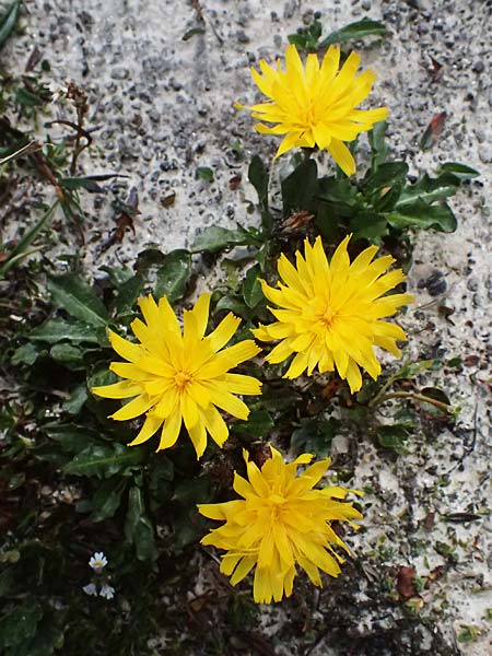 Scorzoneroides montana subsp. melanotricha \ Berg-Schuppenl�wenzahn, A Gro&szlig;glockner 11.8.2025