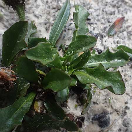 Scorzoneroides montana subsp. melanotricha \ Berg-Schuppenl�wenzahn, A Gro&szlig;glockner 11.8.2025