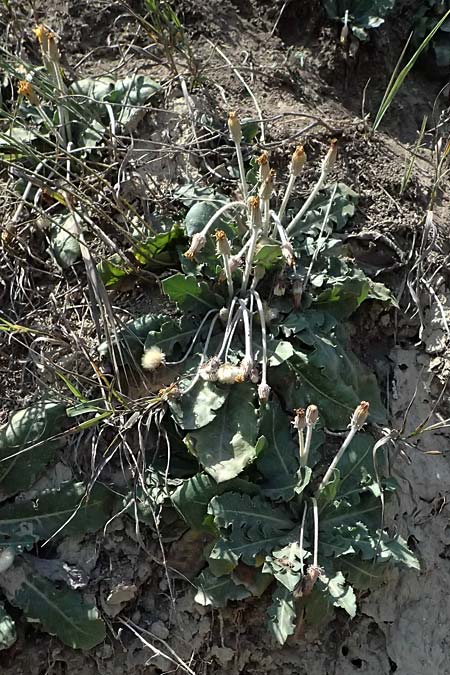 Taraxacum serotinum \ Sp�tbl�hender L�wenzahn, L�ss-L�wenzahn / Late Dandelion, A Wien 13.8.2025