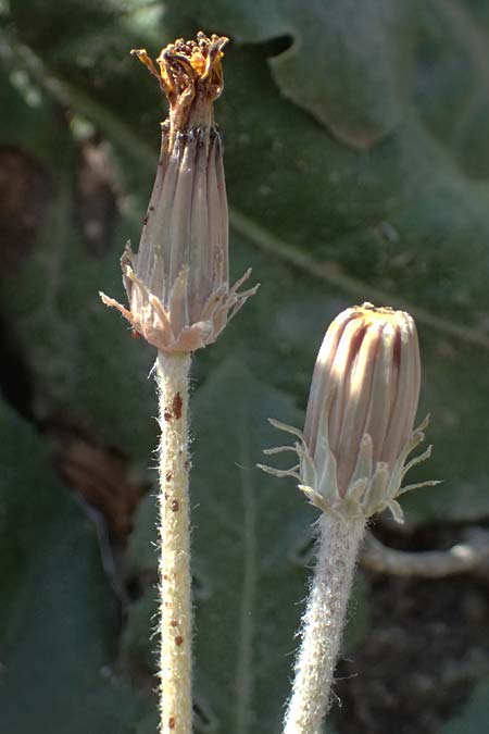 Taraxacum serotinum \ Sp�tbl�hender L�wenzahn, L�ss-L�wenzahn / Late Dandelion, A Wien 13.8.2025