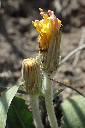 Taraxacum serotinum \ Sp�tbl�hender L�wenzahn, L�ss-L�wenzahn / Late Dandelion, A Wien 13.8.2025