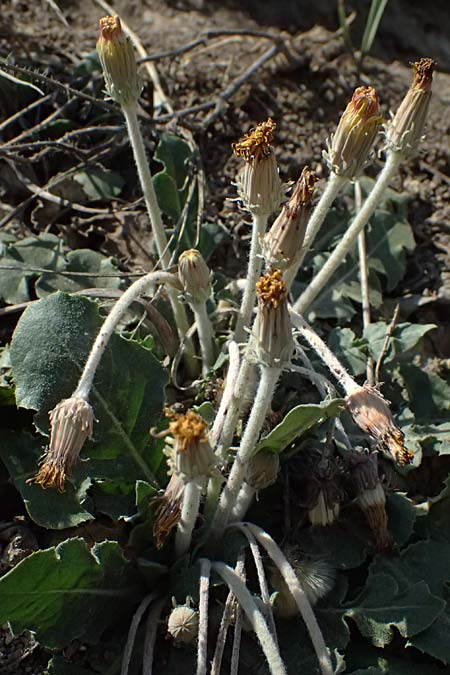Taraxacum serotinum \ Sp�tbl�hender L�wenzahn, L�ss-L�wenzahn / Late Dandelion, A Wien 13.8.2025